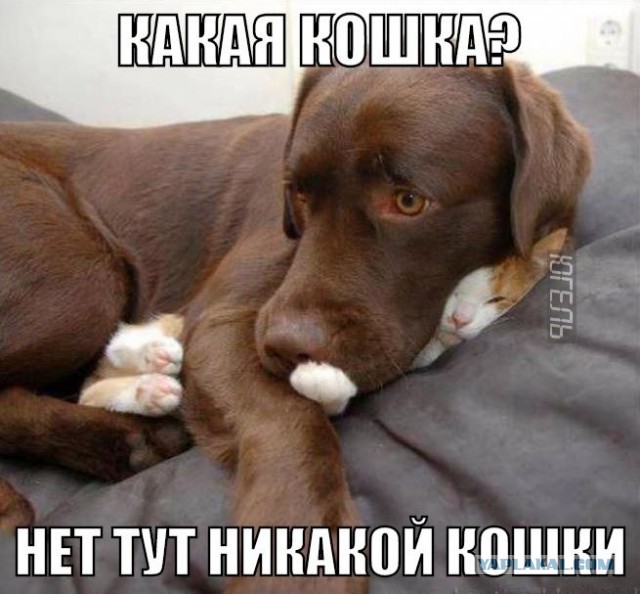 15 комиксов про то, о чем думают животные