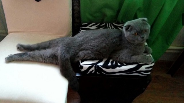 Коты из сети