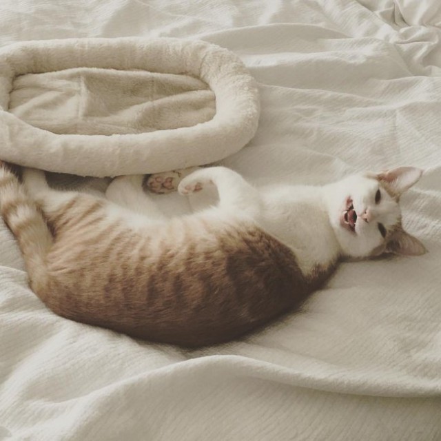 Коты из сети