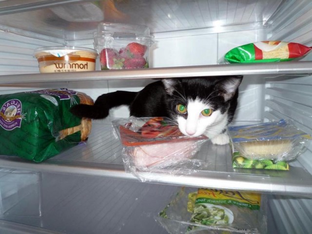 Коты из сети