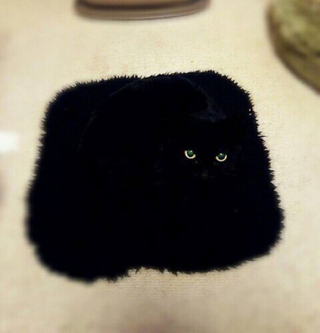 ГЛАГОЛящие коты