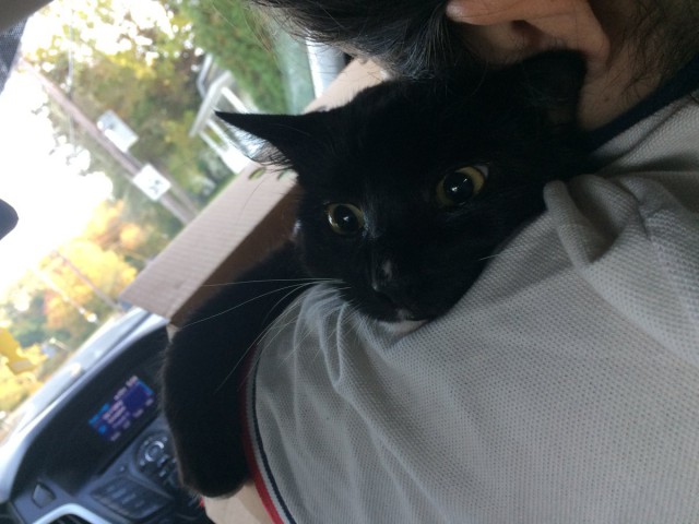 Коты из сети