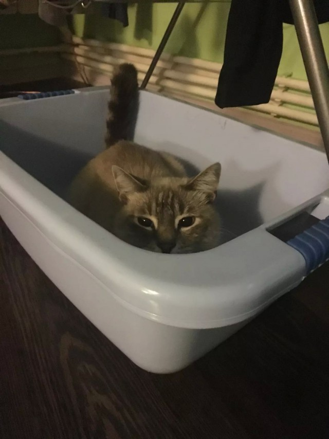 Коты из сети