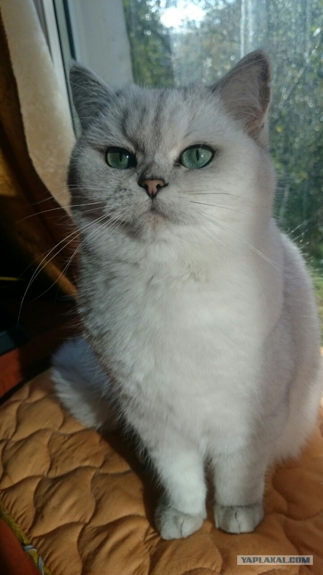 Котовторник 21.02.2017