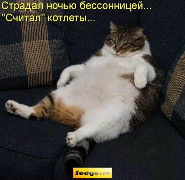 20 открыток с истинными мыслями котов