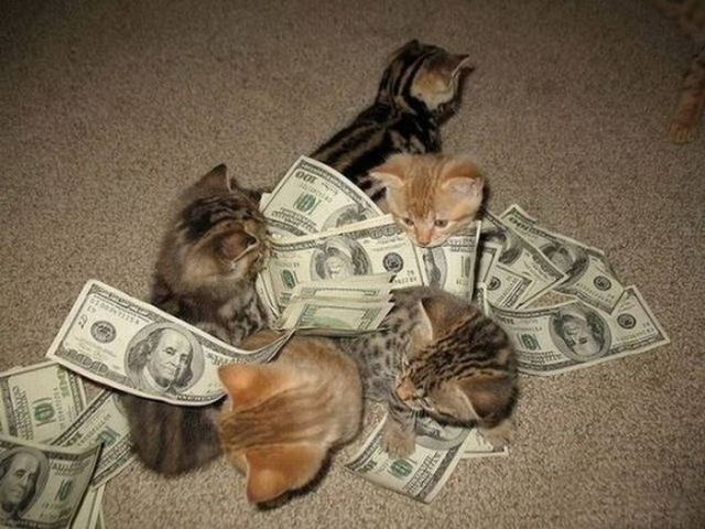 Коты и Кошки