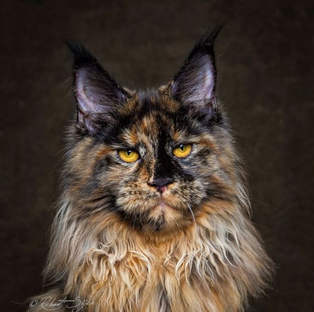 Коты и Кошки