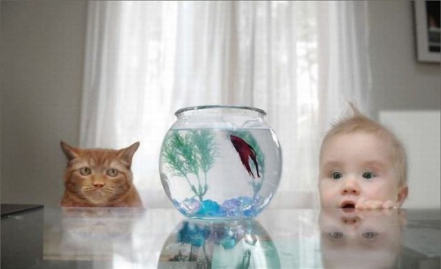 Коты и Кошки