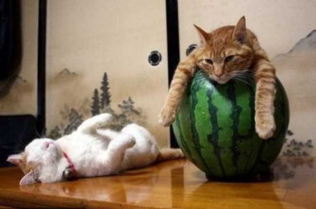 Коты. Отнюдь не ми-ми-ми.
