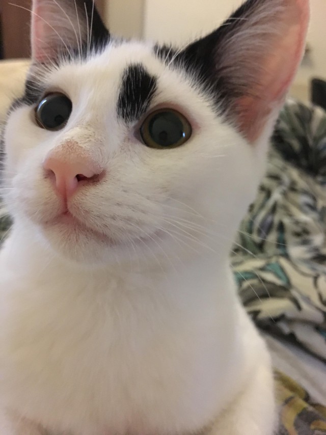 Коты и Кошки
