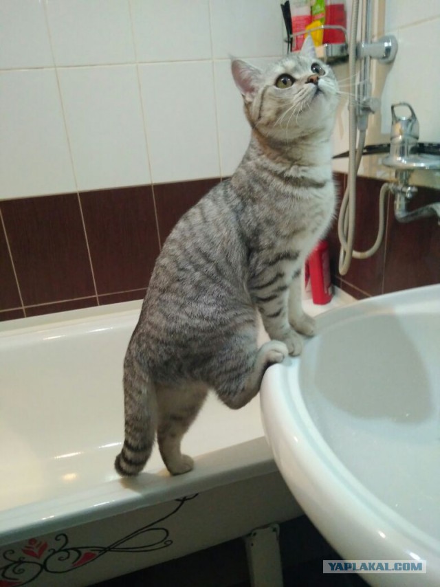 Котовторник 20.03.2018