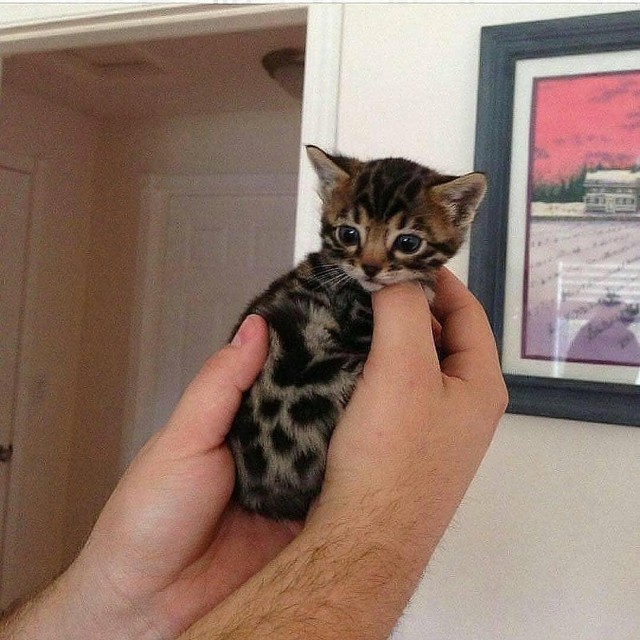 Прикольных котов пост