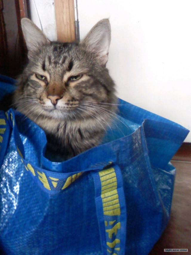 Котовторник на 1-е июня