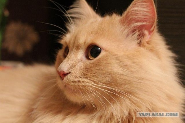 Котовторник на 2 ноября