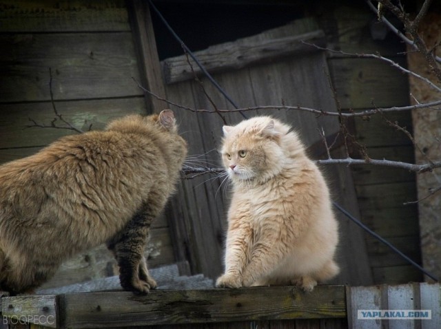 Котовторник объявляется открытым!
