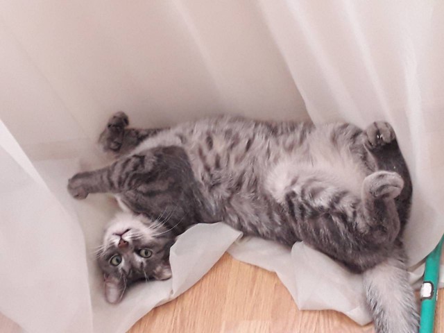Котовторник 13-11-2018