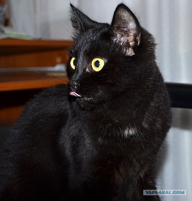 Первый котовторник октября