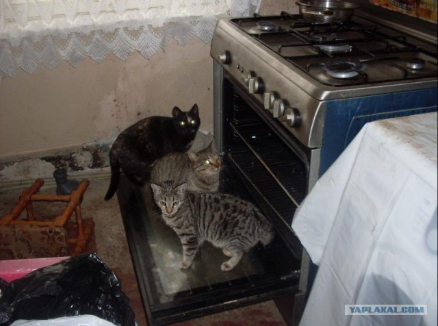 Котовторник 13.12.11 - магическе числа