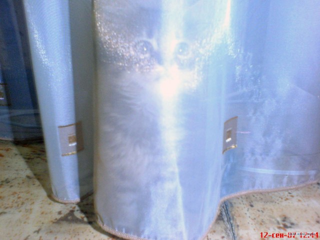 Котовторник (31.01.2012)
