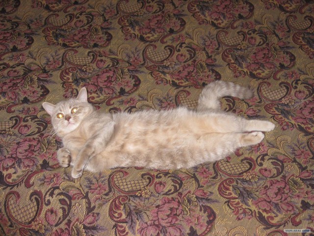 Котовторник 17.04.2012