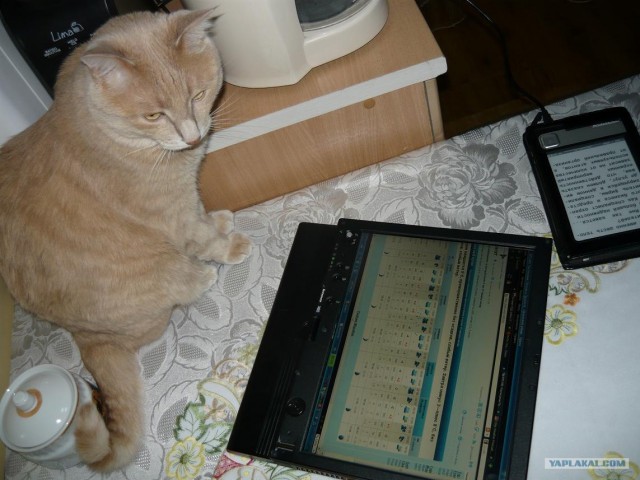 Котовторник 1 мая 2012