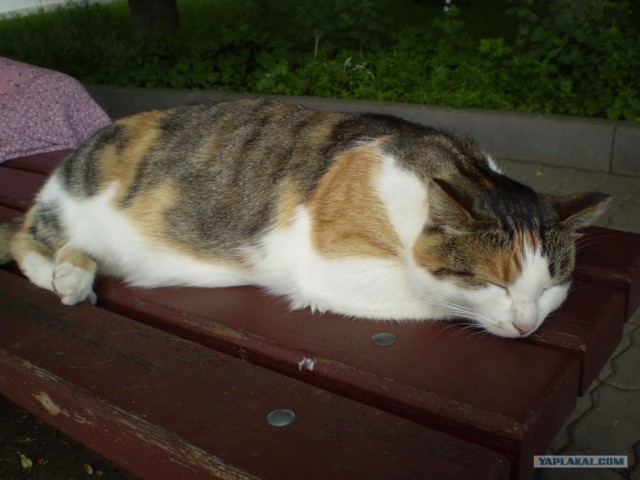 Котовторник на 26.06.12