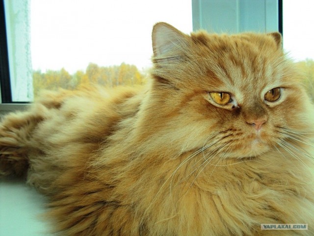 Котовторник  16.10.12