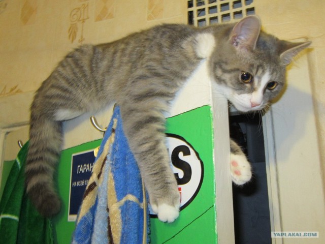 Котовторник 12.02.13