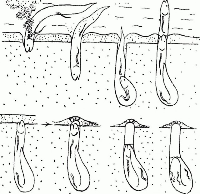 Рыба, которая спит в земле