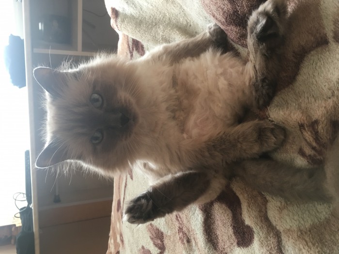 Котовторник ! (12.03.19)