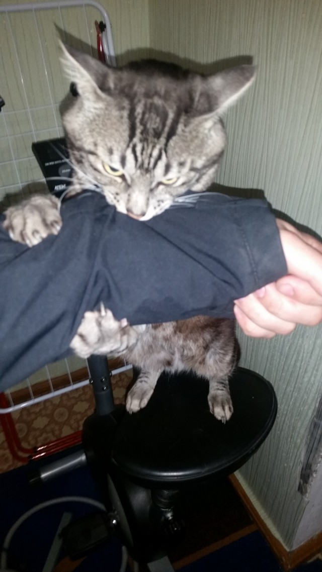 16 ритуалов, которые совершает каждый котовладелец