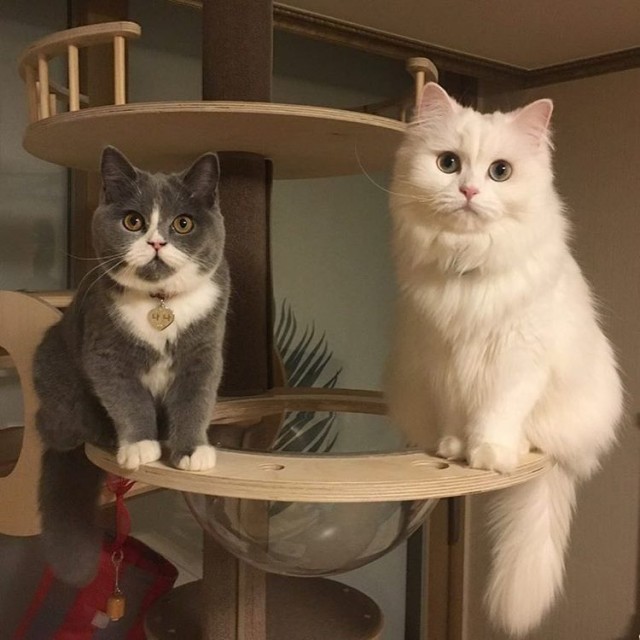 Забавные фото котеек