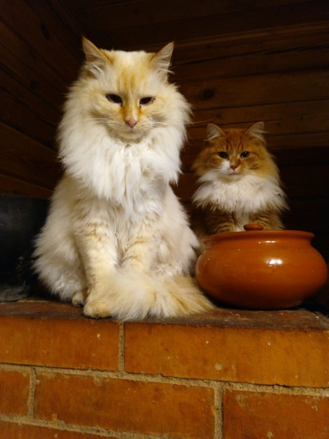 Котовторник 28.01.2020