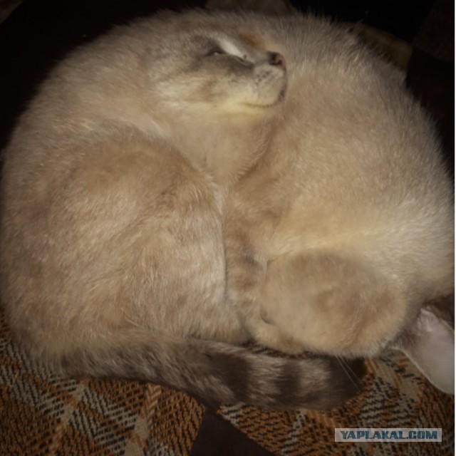 Странные фотки котеек