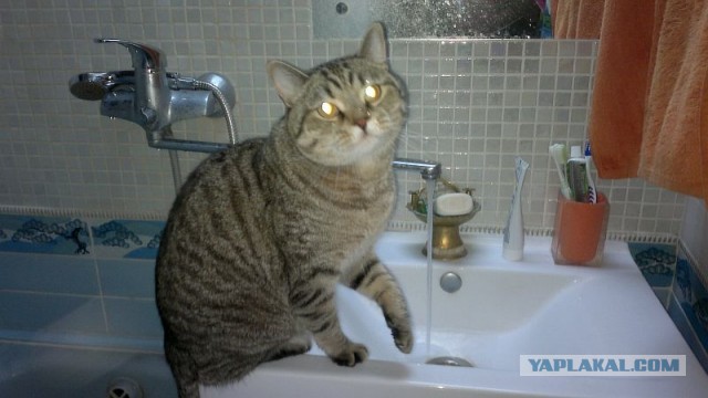 Давайте по котикам, которые с нами на самоизоляции