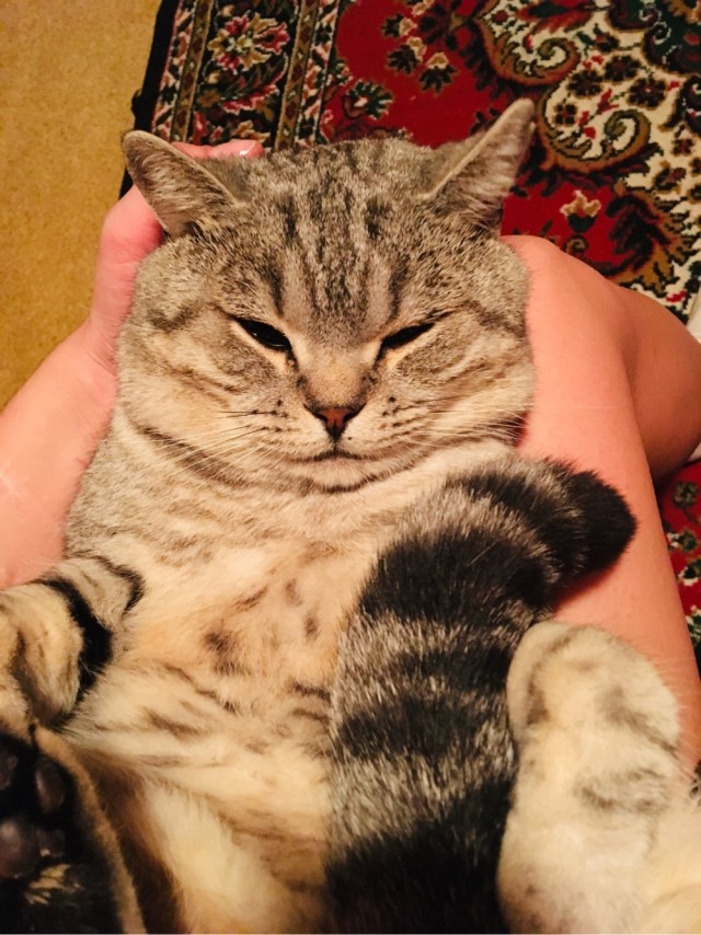 Коты, которые нас порадовали!