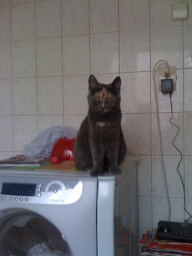 Отжабте моего кота