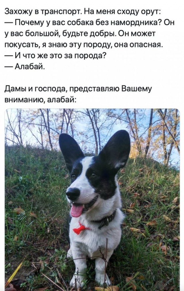 Немного картинок для настроения 18.11.20