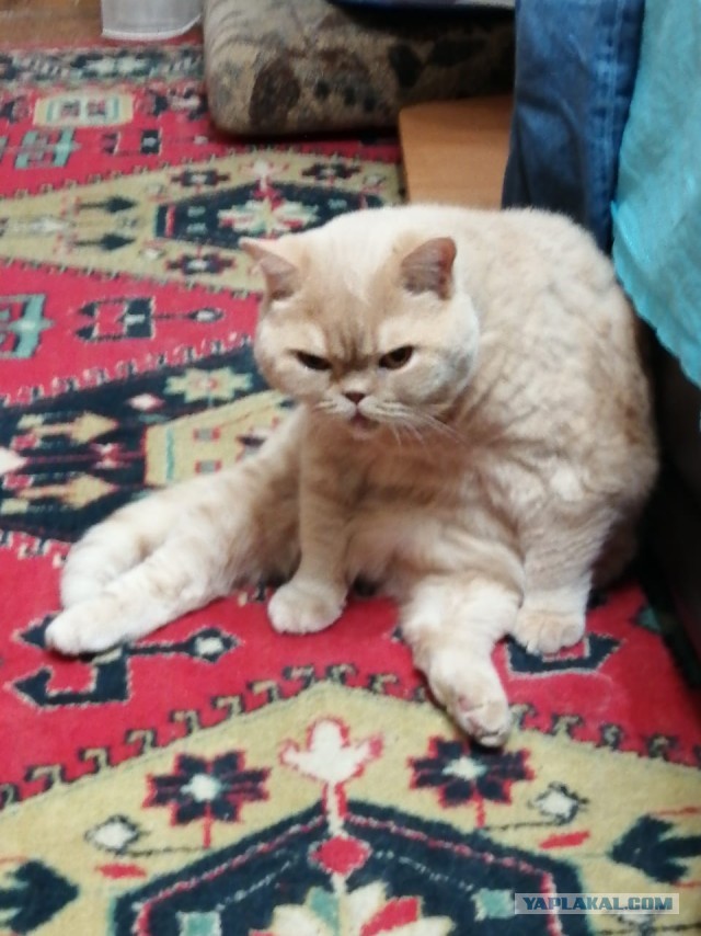 Котовторнику быть!