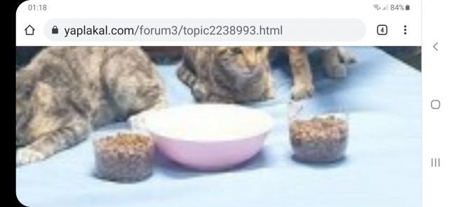 Тайские военные моряки спасли четырёх кошек с тонущего судна.