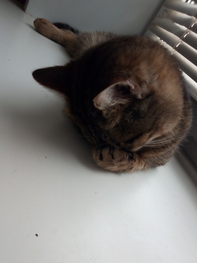 С котовторником!