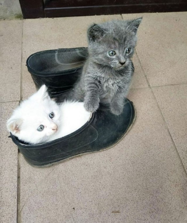 Картинки