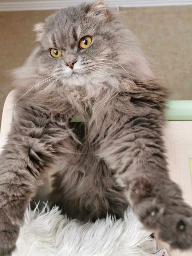 Хоба! Котовторник!