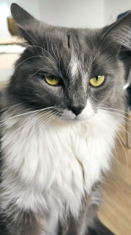 Котовторник. Поговорим о кличках, друзья