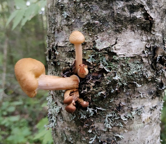 Дачные грибочки