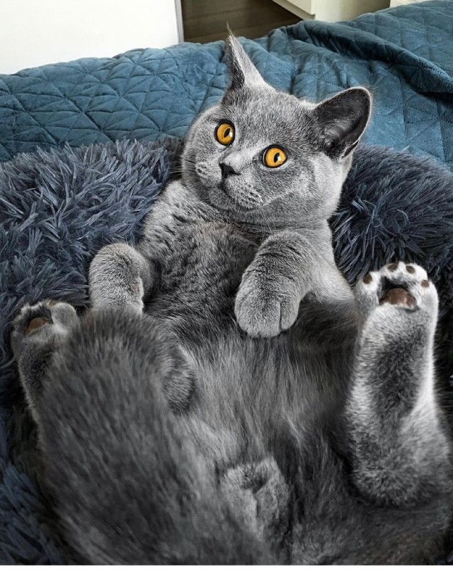 Разные котики