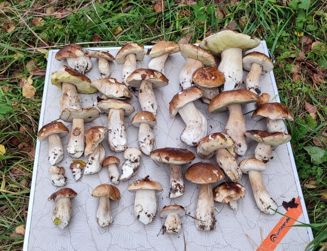 По грибы