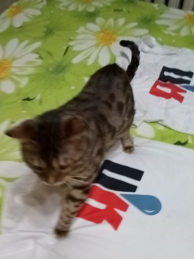 Котовторник 21.12.21