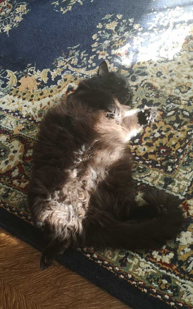 Что-то котовторник никто не начинает...