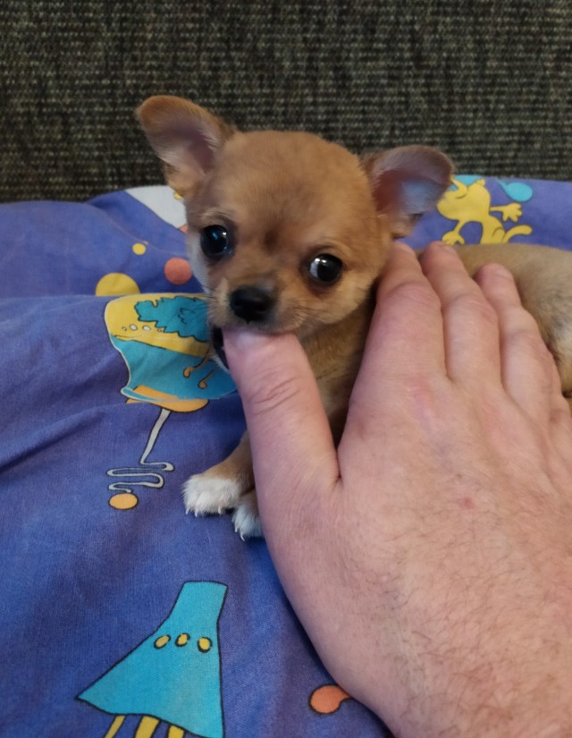 Собакочетверг сегодня